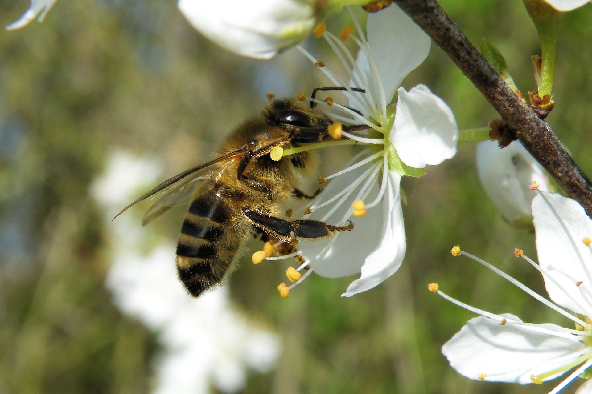 Biene auf Pollensuche