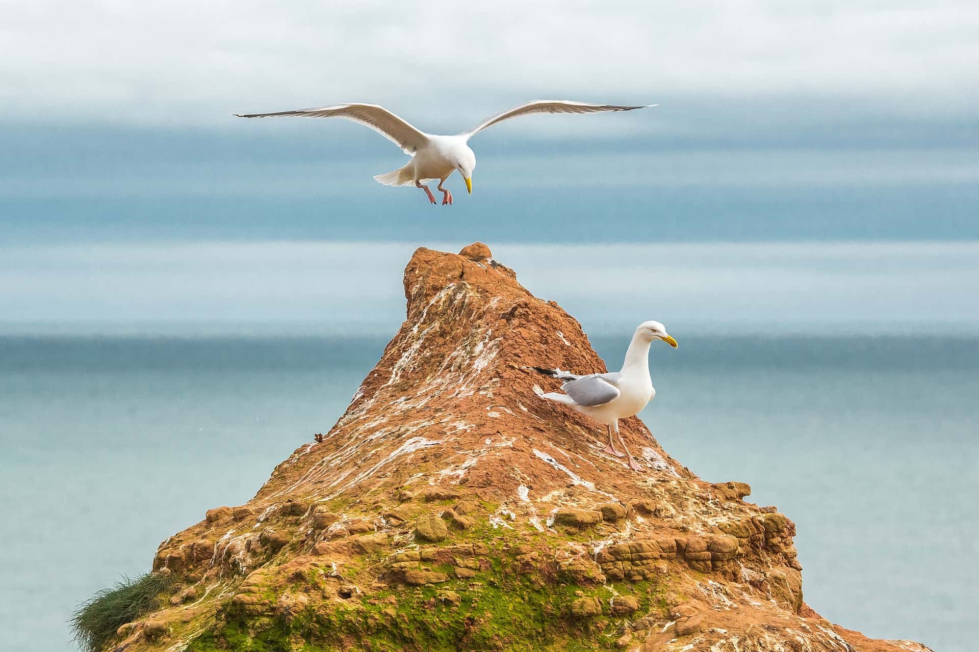 Möwen auf einem Felsen der Nordseeinsel Helgoland